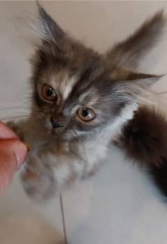 Gray Persian kitten