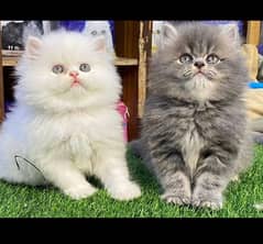 Persian Cats & Kittens