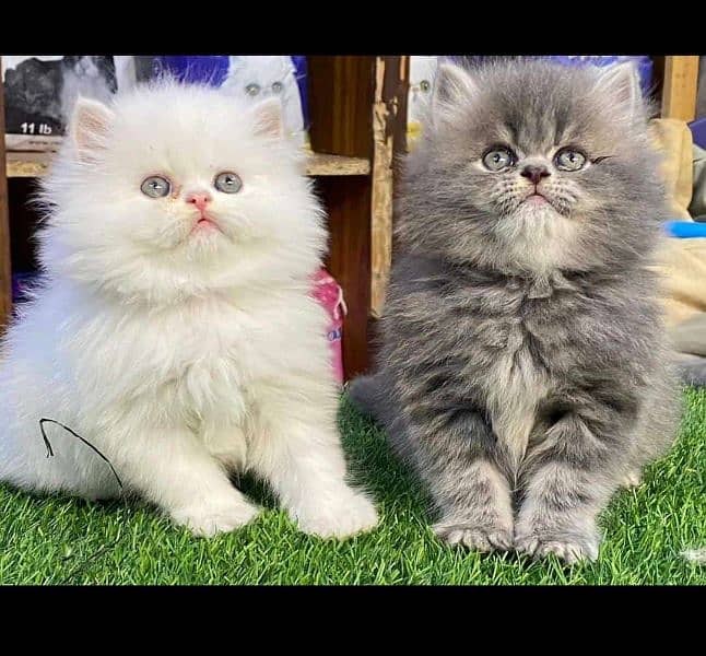 Persian Cats & Kittens 0