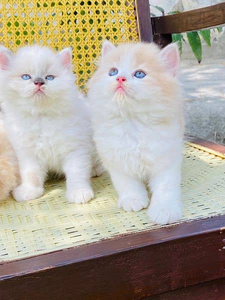 Persian Cats & Kittens 4