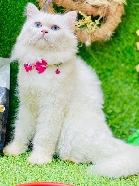 Persian Cats & Kittens 5