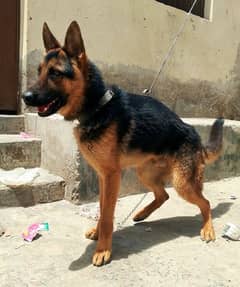 A+++ German shepherd young male for sale