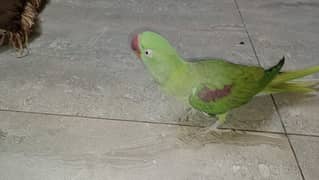 sale raw parrot female