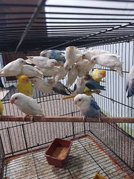 love birds creamino decino albino red eye parblue pastel ino 3