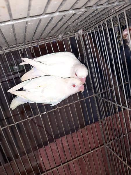 love birds creamino decino albino red eye parblue pastel ino 1