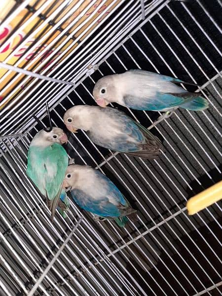 love birds creamino decino albino red eye parblue pastel ino 4