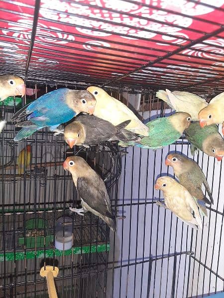 love birds creamino decino albino red eye parblue pastel ino 5