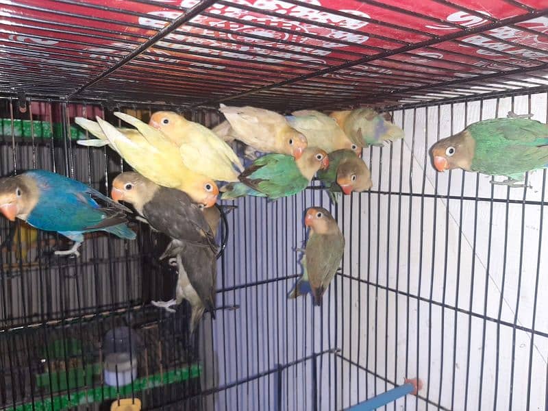 love birds creamino decino albino red eye parblue pastel ino 6