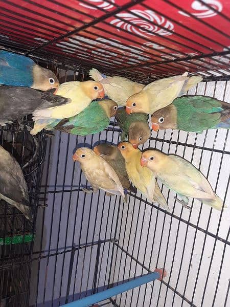 love birds creamino decino albino red eye parblue pastel ino 7