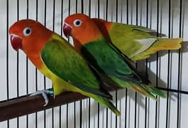 Mix Love Birds (Read Add please)