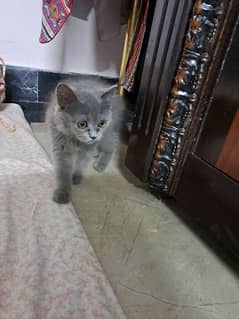 cute grey persian kitten for sale