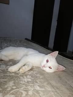 white cute cat
