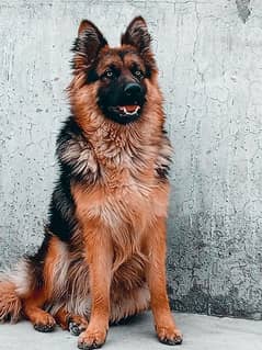 German Shepherd double coated