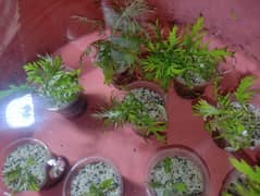 Aquarium plants