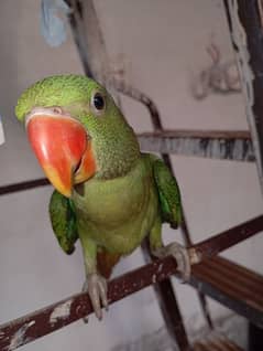 urgent for sale Male raw parrot