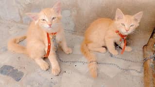 I am selling 2 pure Persian kittens brown color and fully active