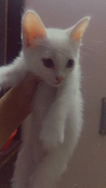 Persian male female and blue eyes kitten 3