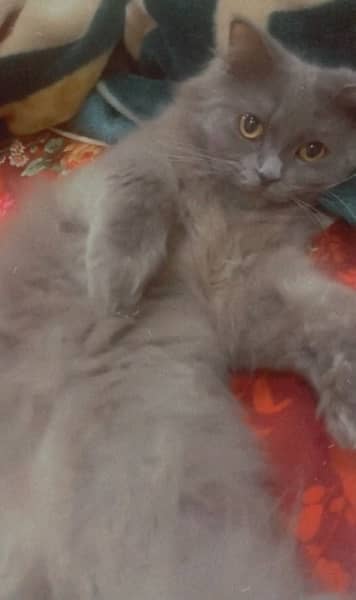 Persian male female and blue eyes kitten 6