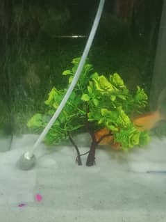 goldfish with aquarium