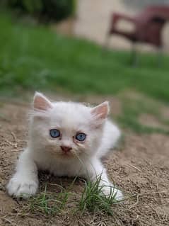 tripple coted blue eyes females age 40 days whatsapp no 03067305527