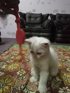 white Persian kittem