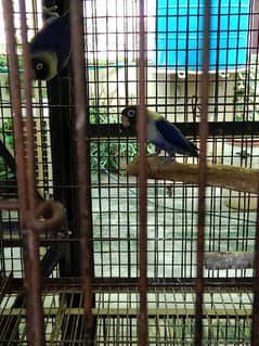 cage birds