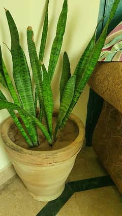 Snake Plant