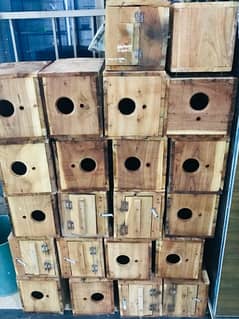 pure keekar 20 breeding box for sale