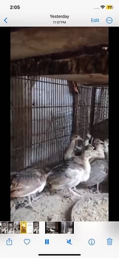 Peacock Chicks