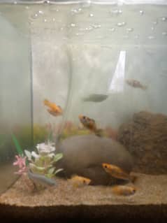 Molly Fish For Sale