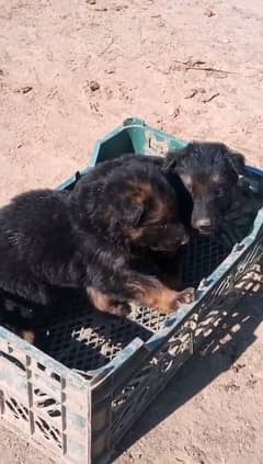 German shepherd puppies / gsd dog for sale