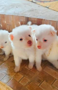 Russian puppies for sale