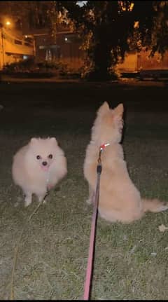 Pomeranian Dogs