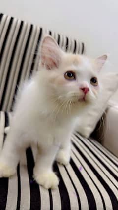 Persian Kittens Available In Low Price