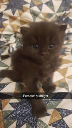 Persian kitten for sale