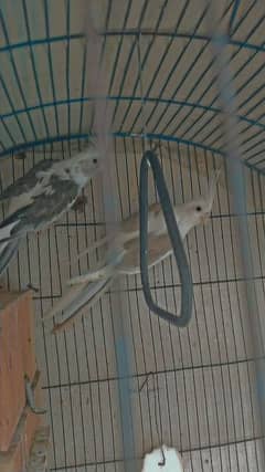 white red eye Eno pair breeder  and v paid breeder pair