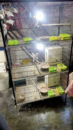 Love Bird Albaino and white Jawa Breeder pair For sale