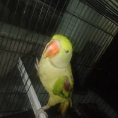 raw parrot female 1year and2mounth agev