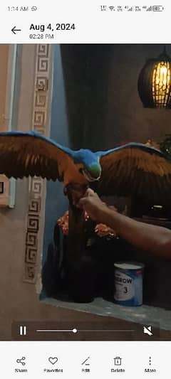 blue and gold macaw near to self