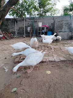 White ducks for sale