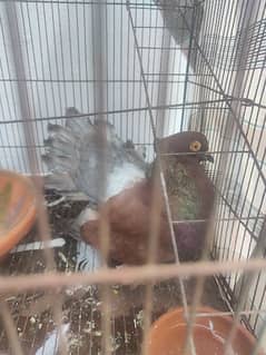 Breeder kabootar pigeon pair king size fantail