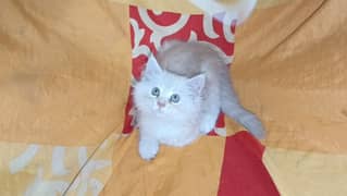 peki kitten/Persian cat/Persian kittens/triple coated/punch face/