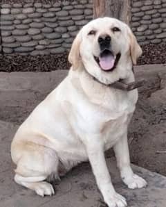 LABRADOR PEDIGREE BREEDER FEMALE FOR SALE IN MULTAN