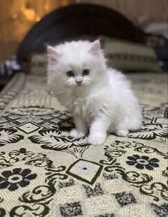 Persian / Kitten / Tripple coat /blue eyes/ Cat