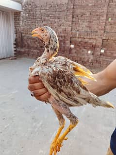 1 patha 3 pathy high quality bird for sale