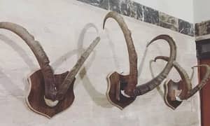 Ibex Horns