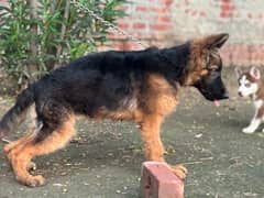 German shepherd Female puppy