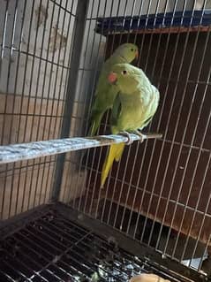 parrot pair