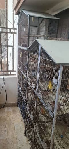 lutino & Other lovebirds For sale with cages and all