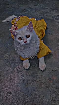 Persian Cat